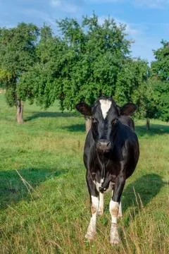 Single cow staring at the camera Stock Photos