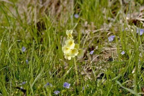Single cowslip (primula) on spring meadow. Foto stock