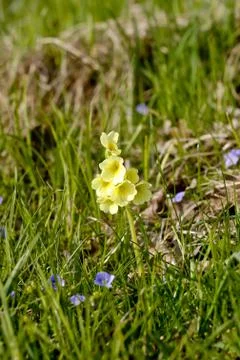 Single cowslip (primula) on spring meadow. Stock Photos