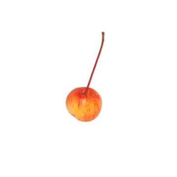 Single crab apple Stock Photos