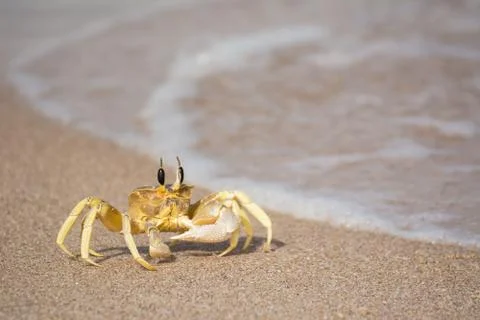 A single crab on the water's edge 库存照片