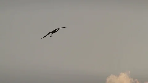 Single Crane bird flying, swooping and landing. Wide bird wings. Stock Footage 99157078