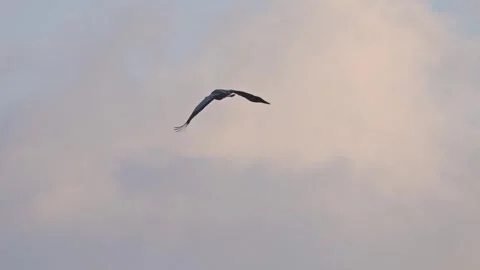 Single crane in flight during sunset with wings moving slowly against color.. Stock Footage 334317290