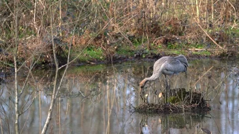 Single crane walking away through wet grass near brush - Natural Groundcover Stock Footage 339806195