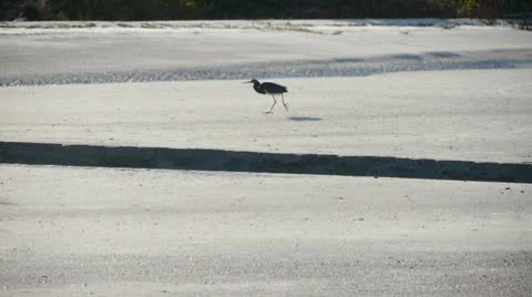Single Crane walking on Beach Stock Footage 10757613