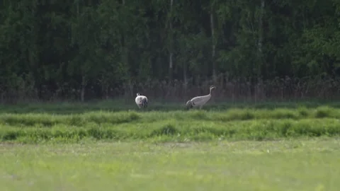 Single crane walks through open countryside in early spring, feeding before.. Stock Footage 308380586