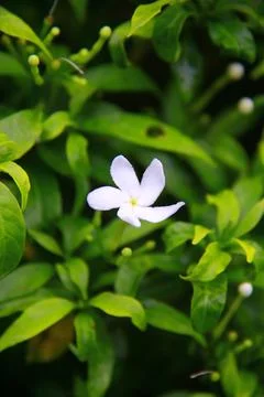 Single Crape Jasmine Flower Macro with Soft Bokeh Background Stock Photos
