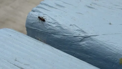 Single crawling ant exploring painted wooden surface 4K Stock Footage 331882921