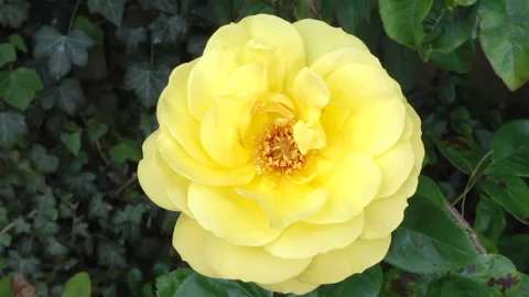 Single cream color rose in front of garden / yard greenery. Video stock 195437222