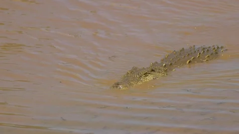 Single Crocodile Floating In Water. Vídeo Stock 347655233