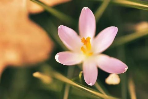 Single crocus flower delicately depicted in soft warm light. Spring flowers Stock Photos