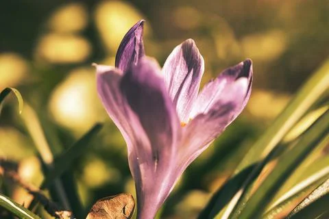 Single crocus flower in a meadow in soft warm light. Spring flowers that he.. Stock Photos
