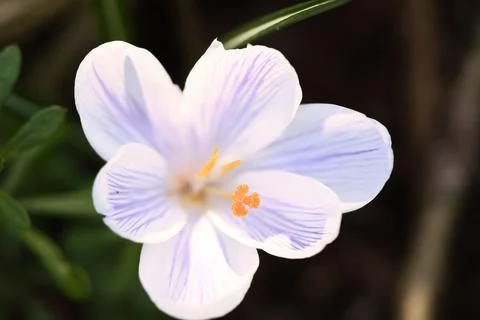 Single crocus flower in a meadow in soft warm light. Spring flowers that he.. Stock Photos