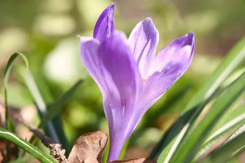 Single crocus flower in a meadow in soft warm light. Spring flowers that he.. Stock Photos