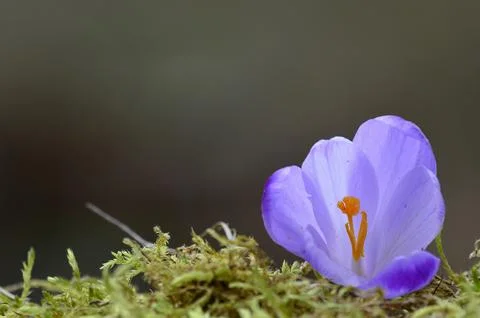 Single Crocus flower in a moss Foto stock