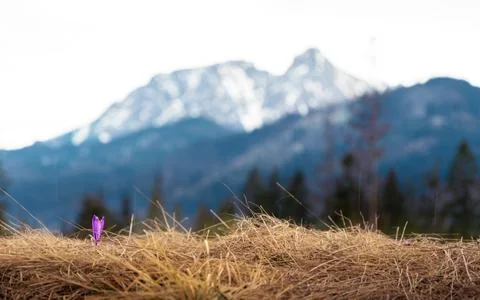 Single crocus in the meadow. Blurred mountain landscape in the background. .. Stock Photos