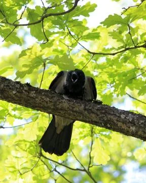 Single crow Corvus corone are croaking on a tree oak. Stock Photos