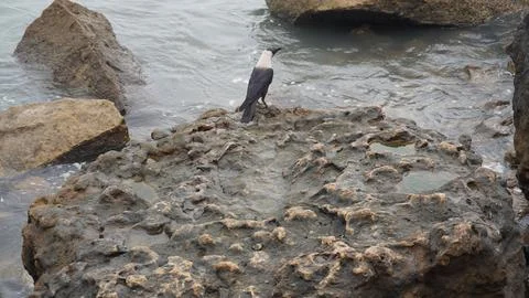 Single Crow Standing on a Large Coastal Rock Nature Wildlife Theme Stock Photos