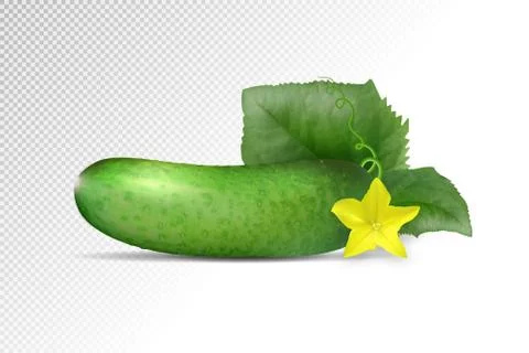 Single cucumber isolated on white background. Vector Stock Illustration