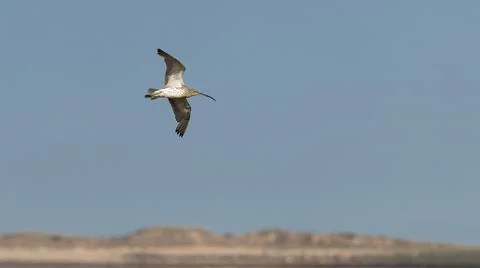 A single Curlew wading bird in flight above coastline Stock Photos