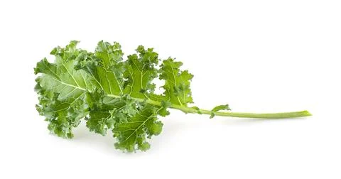 Single curly kale leaf isolated on white background Stock Photos