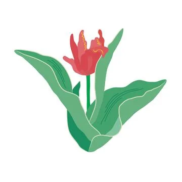 A single curly red tulip with large green leaves. Stock Illustration