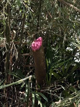 Single Cut Tree with Pink Paint in Bamboo Area Foto stock