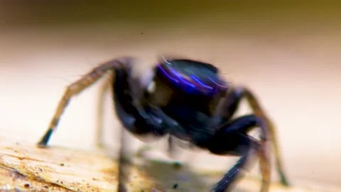Single cute adorable large exotic purple eye black jumping spider Stock Footage 139670287