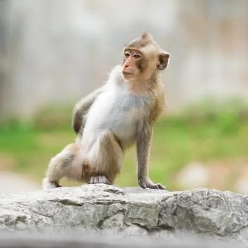 Single cute monkey Stock Photos