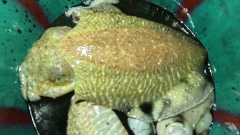 A single cuttlefish displays a broad 스톡 동영상 331094637