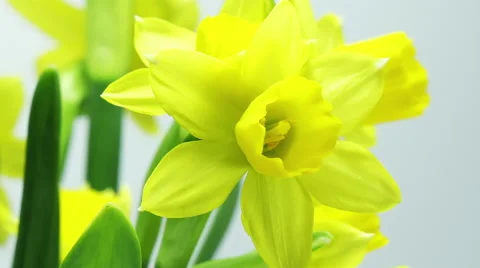 Single Daffodil blooming Video stock 40330211