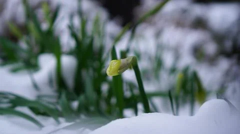 Single daffodil bud in spring - covered with white  snow Stock Photos