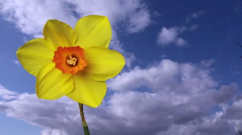 Single Daffodil Close up over Sky with key source Stockbeeldmateriaal 48623559