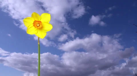 Single Daffodil composited over sky with key source Stock Footage 48622543