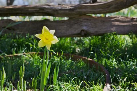 Single daffodil fence Stock Photos