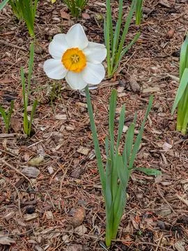 Single daffodil flower in spring Stock Photos