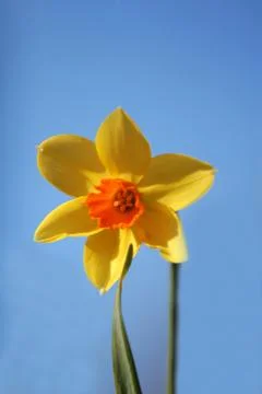 Single daffodil Foto stock