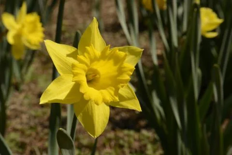 Single Daffodil Stock Photos