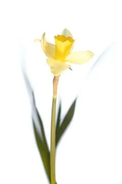 Single Daffodil Stock Photos