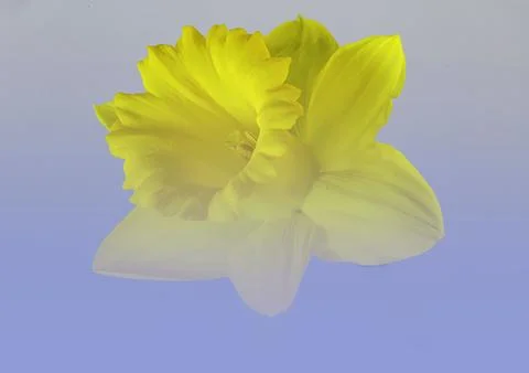 A single Daffodil Foto stock