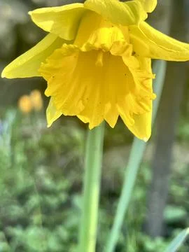Single Daffodil Stock Photos