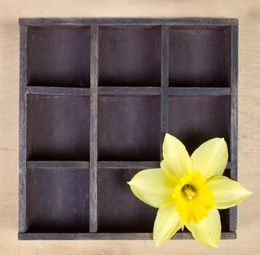 Single daffodile in printers box Stock Photos