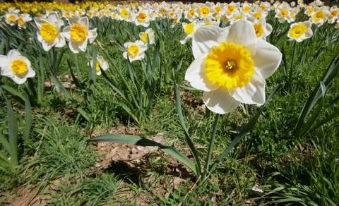 Single daffodill in front of field of flowers Stock Photos