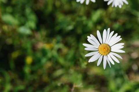A single daisy on a background of grass. Place for text Stock Photos