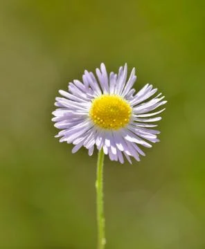 Single Daisy Fleabane flower Stock-Fotos