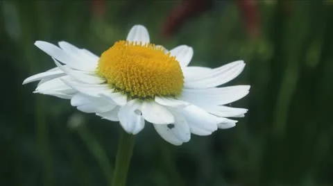 Single Daisy Flower Bloom Stock Footage 11144907