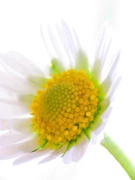 Single daisy flower Stock Photos