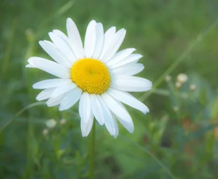 Single Daisy flower Stock Photos