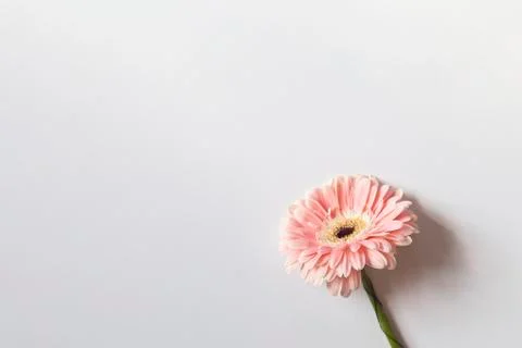 Single daisy flower Stock Photos
