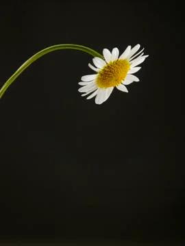 Single daisy flower Stock Photos